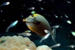 Orangespine Unicornfish by Dave Reid 
